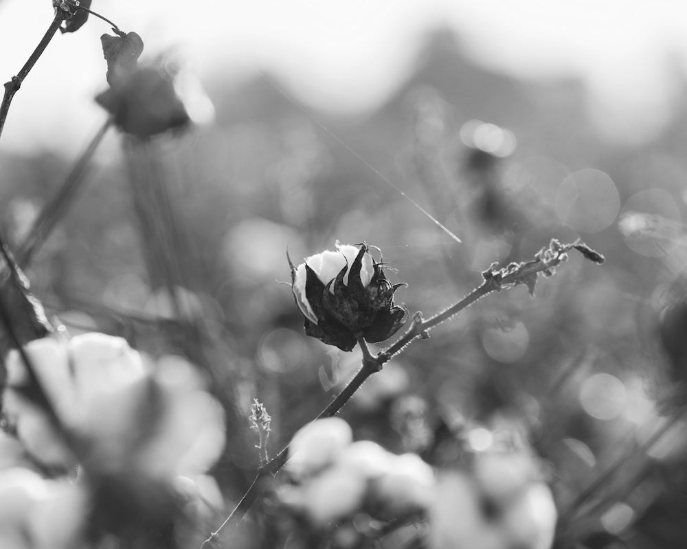 Choosing Organic Cotton