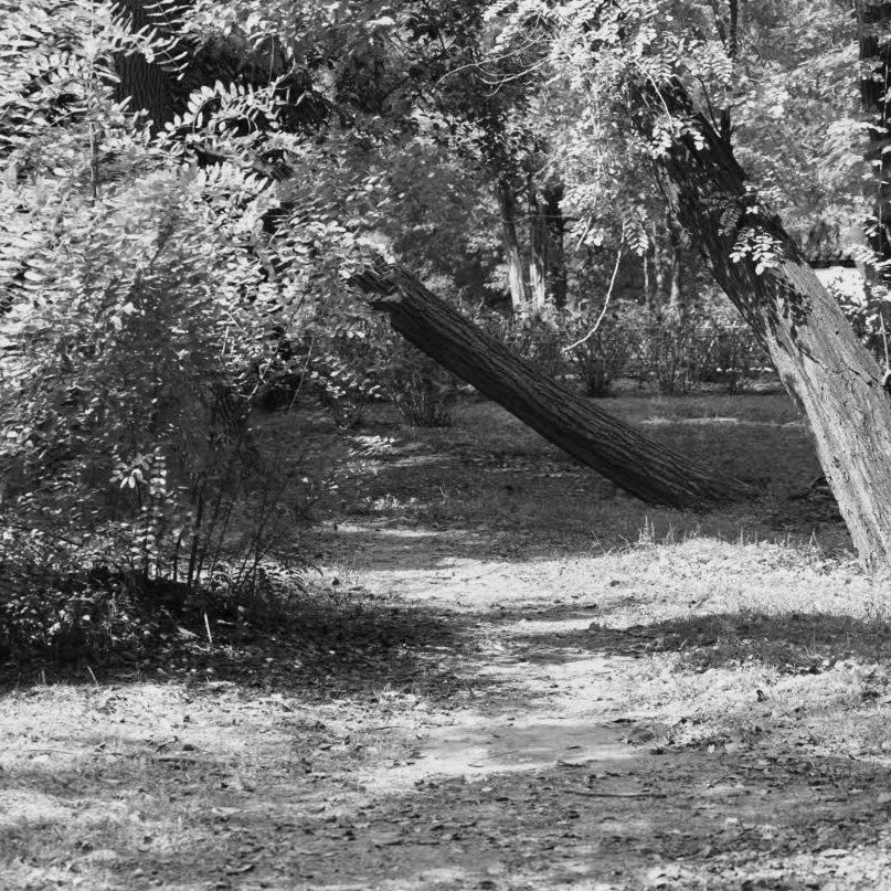A quiet forest clearing with soft sunlight filtering through the trees