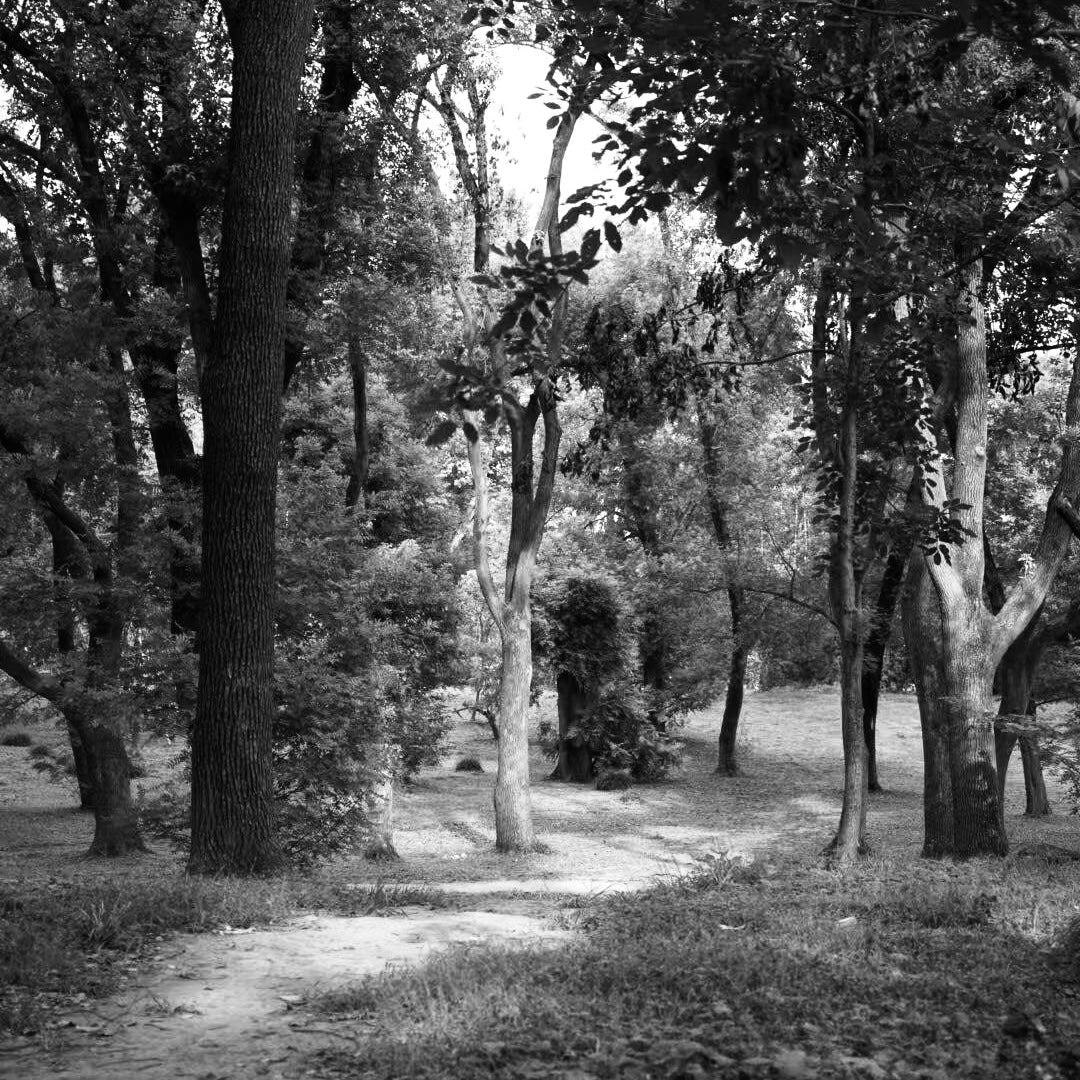 A quiet forest path with sunlight filtering through the trees