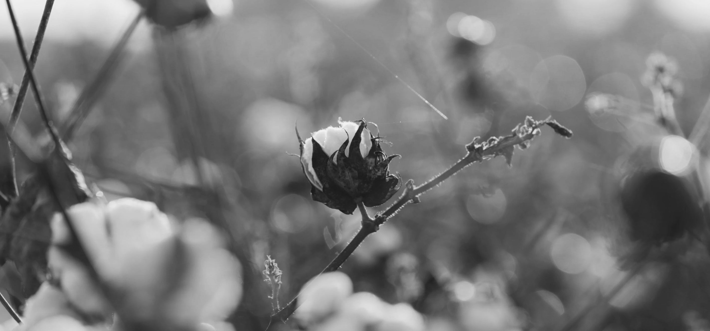 Organic cotton field